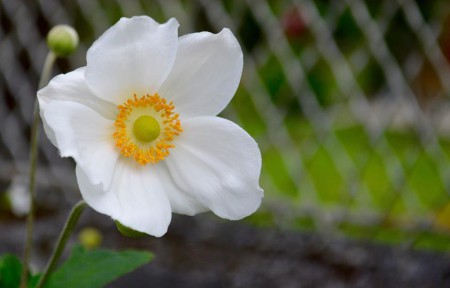  © EVA ARAÚJO  - EXIF: Nikon D5100 | ISO 560 | f/5.6 | 1/60